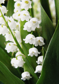 Muguet lumineux pour c&eacute;l&eacute;brer le printemps